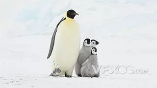 带着三个小帝企鹅们在南极实拍视频
