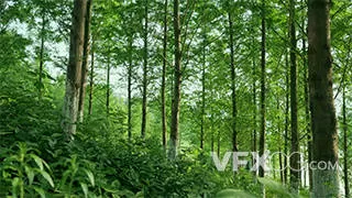 夏天清新树林绿色植物风景实拍视频