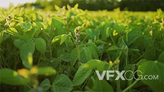 大豆在日落时绽放农业种植园实拍视频