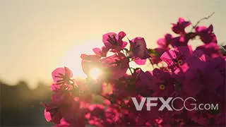 夕阳穿过紫色花朵唯美风景实拍视频