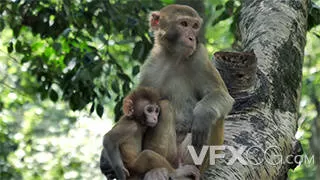 动物园树上猴子猴妈妈猴宝宝实拍视频