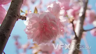 美丽春天桃花樱花花朵特写实拍视频