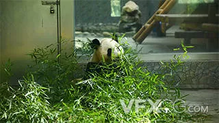 国宝秦岭大熊猫吃新鲜竹子实拍视频
