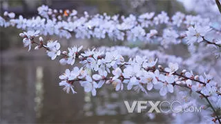 白色樱花唯美盛开的樱花树实拍视频