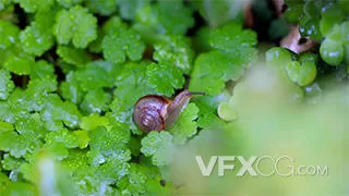 春季惊蜇雨后微距昆虫蜗牛实拍视频