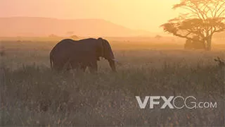 非洲大象坦桑尼亚国家公园实拍视频