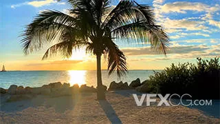 热带海边椰子树夕阳实拍视频
