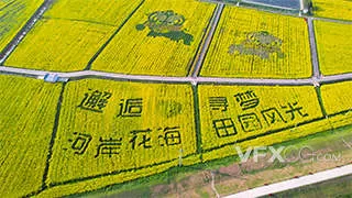 春季风景农业农田油菜花花海实拍视频
