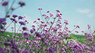 盛开的马鞭草紫色花朵风景实拍视频