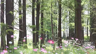 唯美森林树木植物自然风光实拍视频