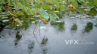 雨天下雨荷花塘池塘空镜风景实拍视频