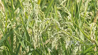 夏季的稻田在风中摇摆稻子实拍视频