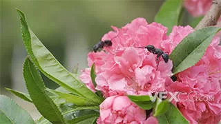 盛开花朵蚂蚁攀爬昆虫气息实拍视频