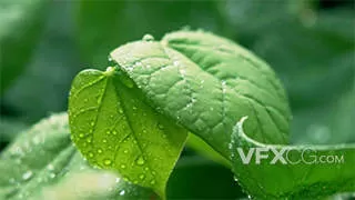 下雨天雨水拍打绿色树叶实拍视频