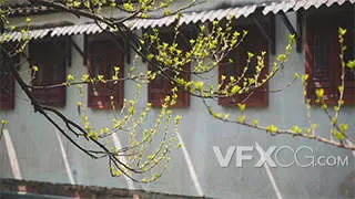 江南户外风景古镇新柳抽芽实拍视频