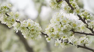 春暖花开梨花树开白色梨花实拍视频