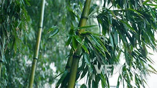 雨天竹子绿色素材清新森林实拍视频