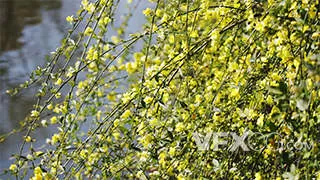 湖边盛开的迎春花花朵绿色植物实拍视频