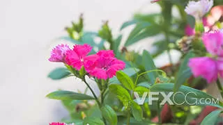 春季花朵红彤彤石竹花植物实拍视频