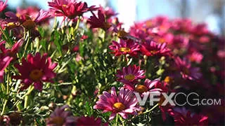 阳光下盛开的红色花朵植物风景实拍视频