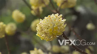 春季花朵盛开的金色结香花实拍视频