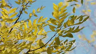 秋天随风摇摆的黄色树叶植物实拍视频