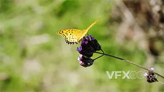 斑纹蝴蝶吸食花粉特写镜头实拍视频