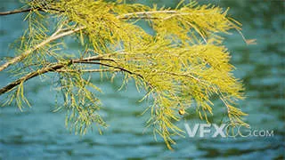 湖边树枝植物空镜户外风景实拍视频