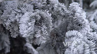 冬天下雪松树上的雪挂雾凇实拍视频
