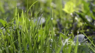 绿草地上的露水特写青青草实拍视频