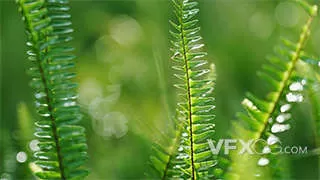 绿色植物露水唯美自然风光实拍视频
