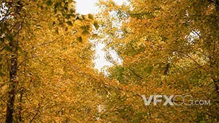 成片金黄银杏树唯美自然风光实拍视频