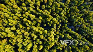 池杉湖国家森林公园水杉森林实拍视频