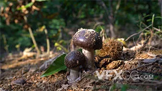 户外野生蘑菇森林自然生长实拍视频