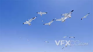 蔚蓝天空海鸥鸟群飞扬实拍视频