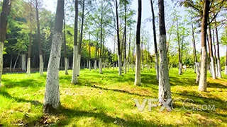 绿色树林天然氧空气新鲜实拍视频