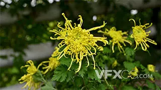 盛开的黄菊花园艺盆栽空镜实拍视频
