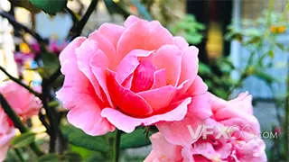 种植粉色系列玫瑰花花朵实拍视频