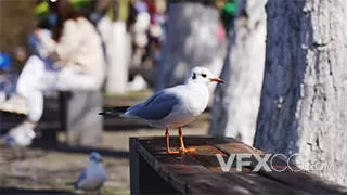 公园里的海鸥鸟儿鸟类空镜动物
