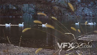 动物天鹅唯美水中游觅食观赏实拍视频