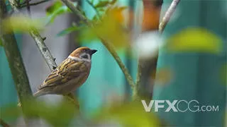 春天枝头上的麻雀小鸟风光实拍视频