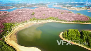 贵安平坝樱花花海生态全景实拍视频