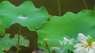 夏季荷叶水珠荷花莲蓬视频素材