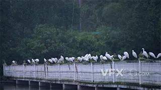 拍摄池塘边白鹭鸟群动物实拍视频素材