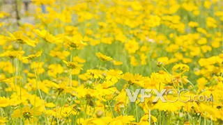 实拍夏日花朵意境黄色金鸡菊花视频素材