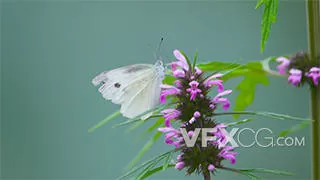实拍花丛中的白蝴蝶飞舞自然风景视频素材