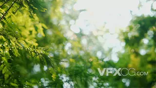 唯美夏天红杉绿色树叶植物逆光空镜实拍视频