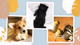 宠物收养机构兽医诊所健康文本介绍时尚活动宣传片AE模板